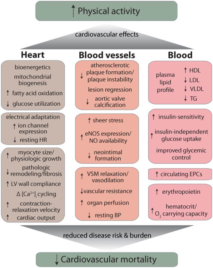 mitch-lenkic-exercise-effects-of-CV-system
